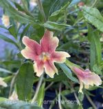 Mimulus 'Changeling'