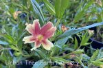 Mimulus 'Changeling' - Image 2