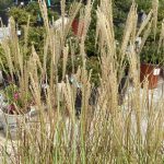 Miscanthus sinensis 'Gracillimus'