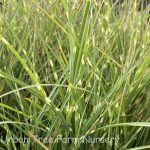 Miscanthus sinensis 'Little Zebra'