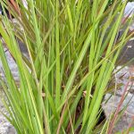 Miscanthus sinensis 'Purpurascens'