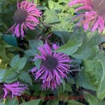 Monarda didyma 'Sugar Buzz Bubblegum Blast'