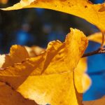 Morus alba 'Stribling'