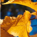 Morus alba 'Stribling'