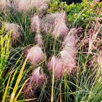 Muhlenbergia capillaris