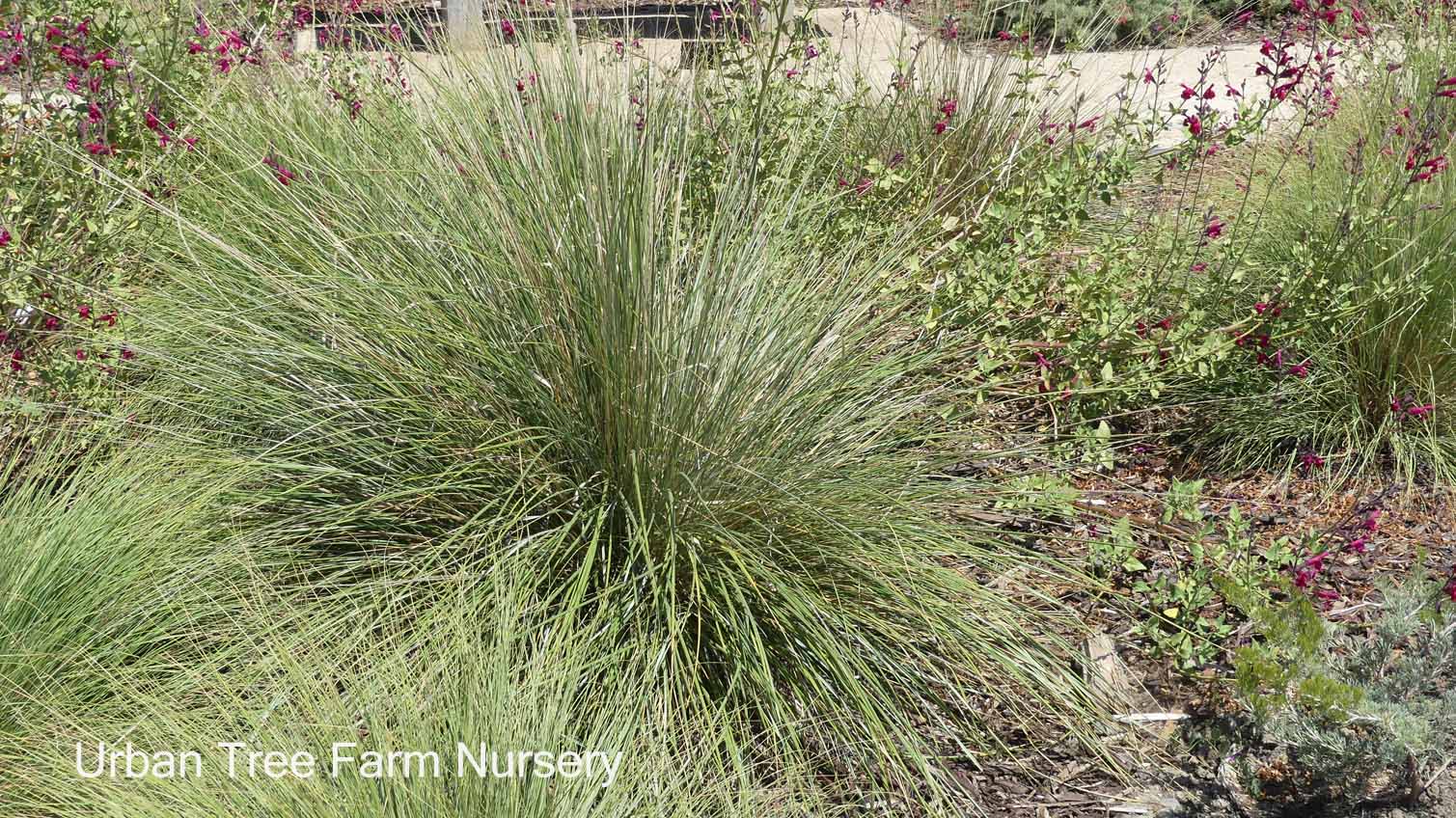 Muhlenbergia-dubia-a Muhlenbergia dubia - Image 1