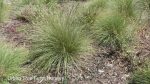 Muhlenbergia dubia - Image 2