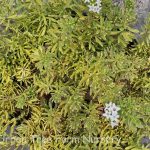 Myoporum parvifolium 'Putah Creek'