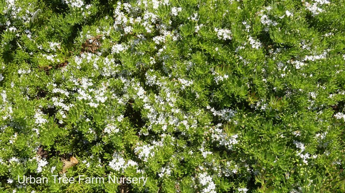 Myoporum parvifolium White a