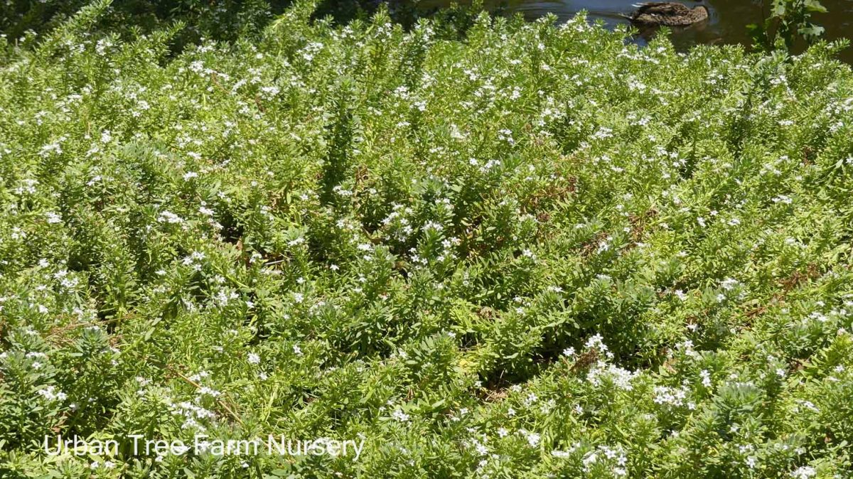 Myoporum parvifolium White c
