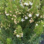 Myrtus communis 'Compacta'