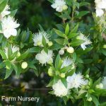 Myrtus communis