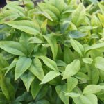 Nandina domestica 'Firepower'