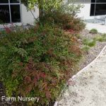 Nandina domestica 'Gulf Stream'