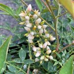 Nandina domestica 'Harbor Dwarf'