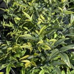 Nandina domestica 'Lemon Lime'