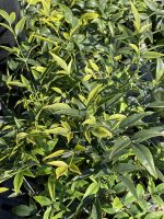 Nandina domestica 'Lemon Lime'