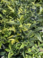 Nandina domestica 'Lemon Lime' - Image 2