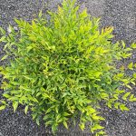 Nandina domestica 'Moon Bay'