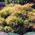 Nandina domestica 'Nana Purpurea'