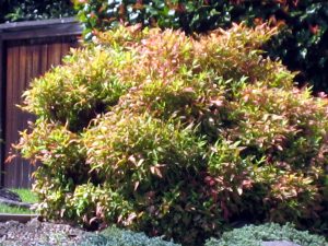 Nandina Domestica Nana 2 Piante Vaso 16cm - Bamb&ugrave; Sacro Sempreverde - Powers To Flowers