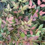 Nandina domestica 'Obsession (Seika)'