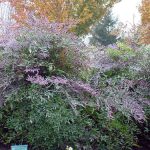 Nandina domestica 'Plum Passion'