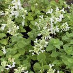Nepeta faassenii 'Snowflake'