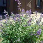 Nepeta racemosa 'Walker's Low'