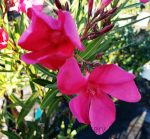 Nerium oleander 'Cherry Ripe' STD