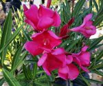 Nerium oleander 'Cherry Ripe' STD - Image 2