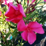 Nerium oleander 'Cherry Ripe'