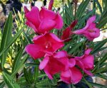 Nerium oleander 'Cherry Ripe' - Image 2