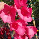 Nerium oleander 'Hardy Pink' STD