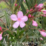 Nerium oleander 'Hardy Pink'