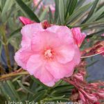 Nerium oleander 'Mrs. Roeding'