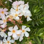 Nerium oleander 'Petite Pilar Cream'