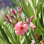 Nerium oleander 'Pink Beauty'
