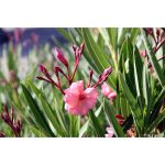 Nerium oleander 'Pink' STD