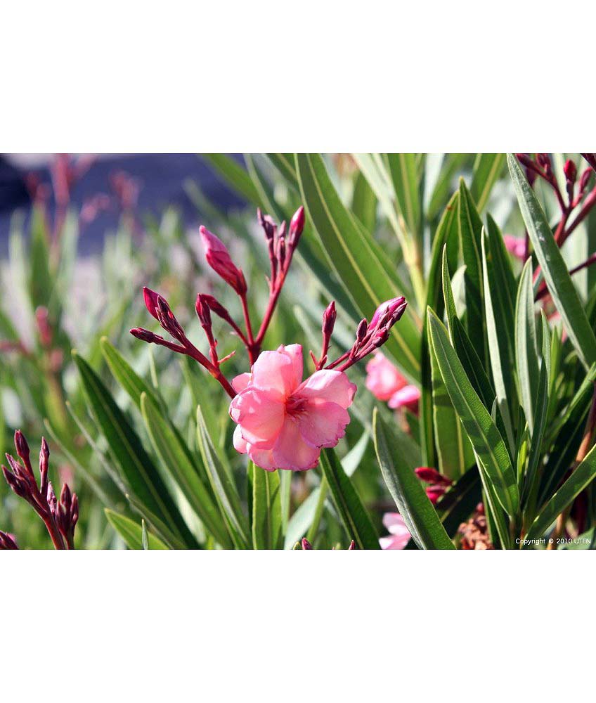 Nerium-oleander-Pink-STD-a Nerium oleander 'Pink' STD - Image 1