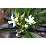 Nerium oleander 'White' STD