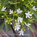 Nerium oleander 'White Sands'