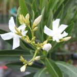 Nerium oleander 'White'