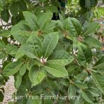 Nyssa sylvatica 'Wildfire'