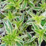Oenothera berlandieri 'Potter Valley Variegated'