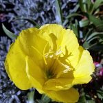 Oenothera missouriensis