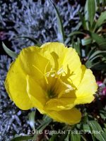 Oenothera missouriensis