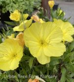 Oenothera missouriensis - Image 2