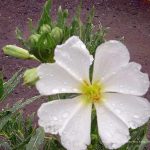 Oenothera pallida
