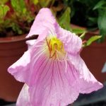 Oenothera speciosa 'Rosea'